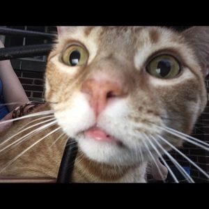 Meet your Posher, Nikki